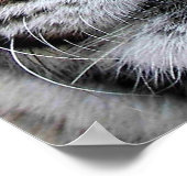 Poster Tiger Face (Hoek)