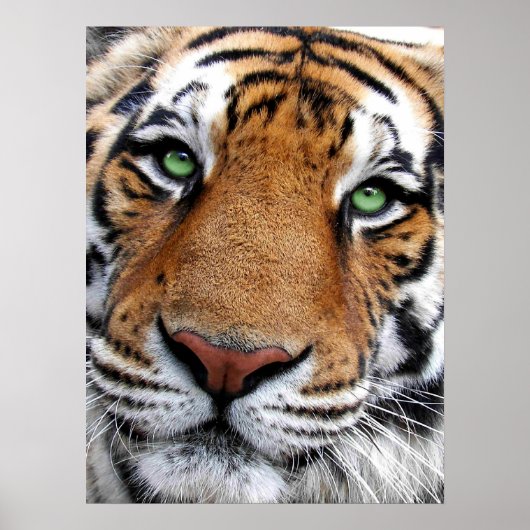 Poster Tiger Face (Voorkant)