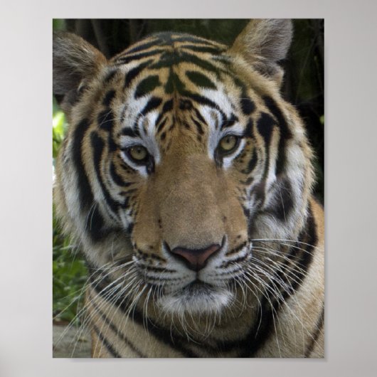 Poster Tiger Face (Voorkant)