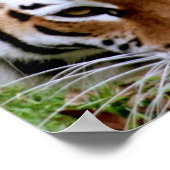 Poster Tiger Markings Print (Hoek)