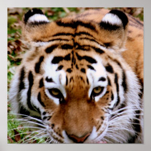 Poster Tiger Markings Print