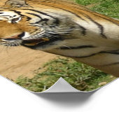 Poster Tiger Prowl (Hoek)