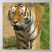 Poster Tiger Prowl (Voorkant)