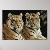 Poster Tiger Twins (Voorkant)