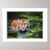 Poster-tijger Poster (Voorkant)
