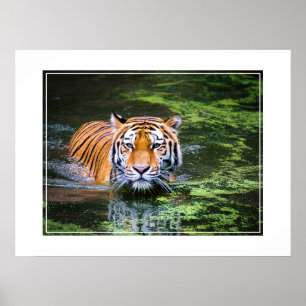 Poster-tijger Poster