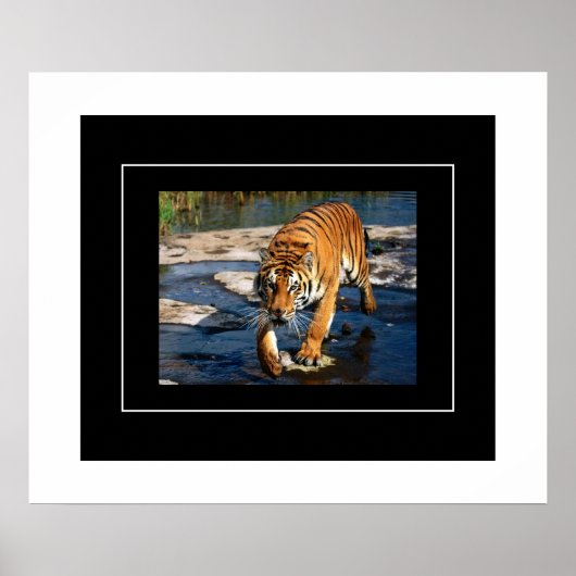 Poster-tijger Poster (Voorkant)