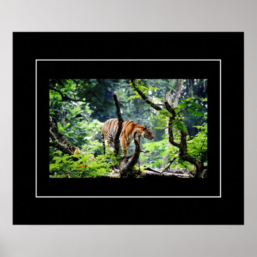 Poster-tijger Poster (Voorkant)