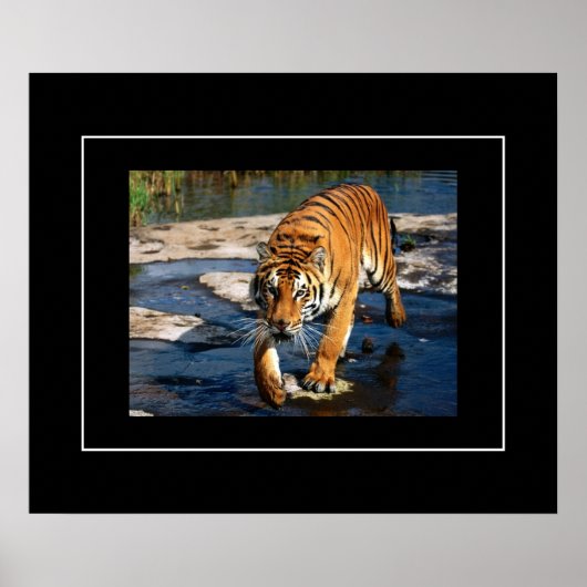 Poster-tijger Poster (Voorkant)