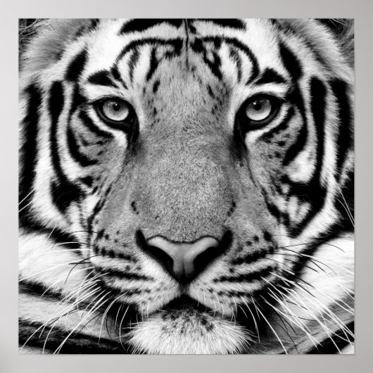 Poster tijgerprofiel (Voorkant)