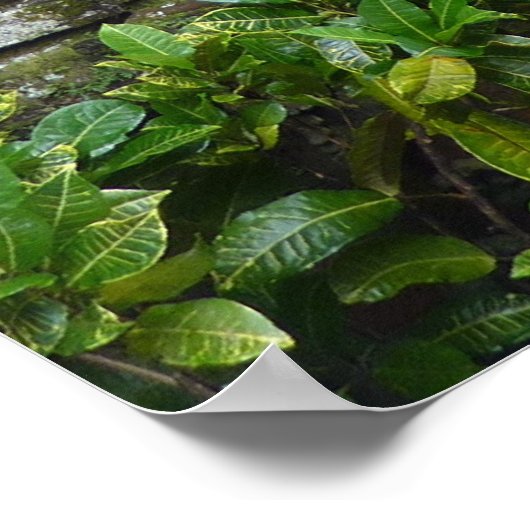 POSTER - Tropical Bali Garden (Hoek)