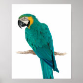 Poster Tropisch blauw Macaw Illustratie (Voorkant)
