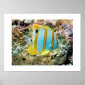 Poster-tropische vis poster (Voorkant)