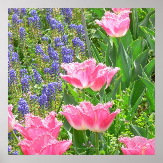 Poster, Tulipa 'Pink Fountain' Tulp en Hyacinten Poster (Voorkant)