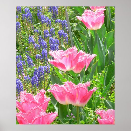 Poster, Tulipa 'Pink Fountain' Tulp en Hyacinten Poster (Voorkant)