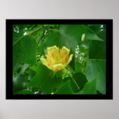 Poster Tulpbomen (Voorkant)