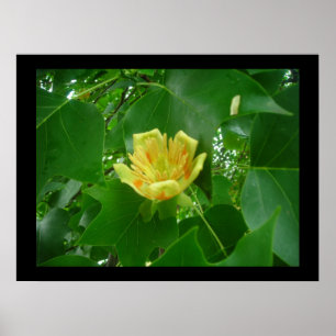Poster Tulpbomen