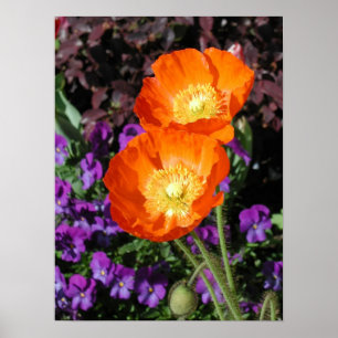Poster, twee Oranje IJslandse papavers Poster
