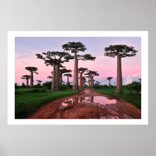 poster van 8,99 in het baobabbos Afrika