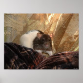 Poster van Aardvark (Voorkant)