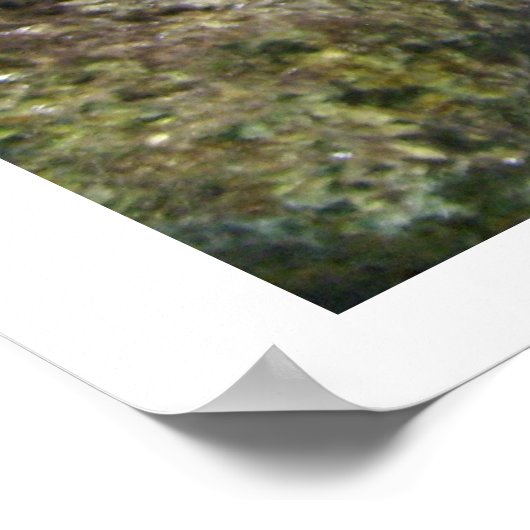 Poster van Afrikaanse Cichlids (Hoek)