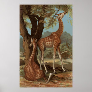 Poster van Afrikaanse Giraffe