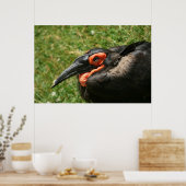 Poster van Afrikaanse Ground Hornbill (Keuken)