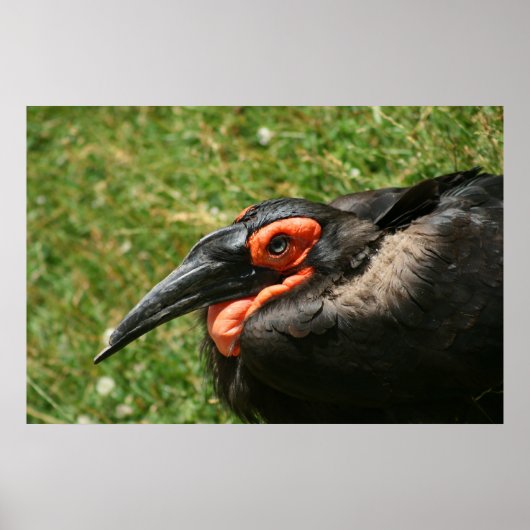 Poster van Afrikaanse Ground Hornbill (Voorkant)