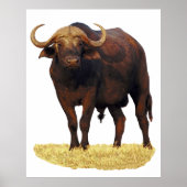 Poster van Afrikaanse waterbuffels 32 x 40 inch (Voorkant)