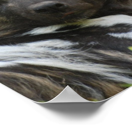 Poster van Afrikaanse Wild Dog (Hoek)