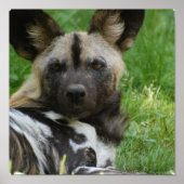 Poster van Afrikaanse Wild Dog (Voorkant)