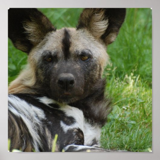 Poster van Afrikaanse Wild Dog (Voorkant)