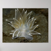 Poster van Alabaster Nudibranch (Dirona albolineat (Voorkant)