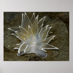 Poster van Alabaster Nudibranch (Dirona albolineat