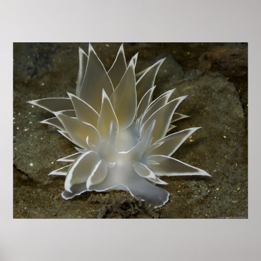 Poster van Alabaster Nudibranch (Dirona albolineat (Voorkant)