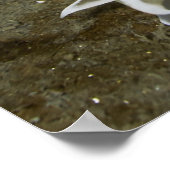 Poster van Alabaster Nudibranch (Dirona albolineat (Hoek)