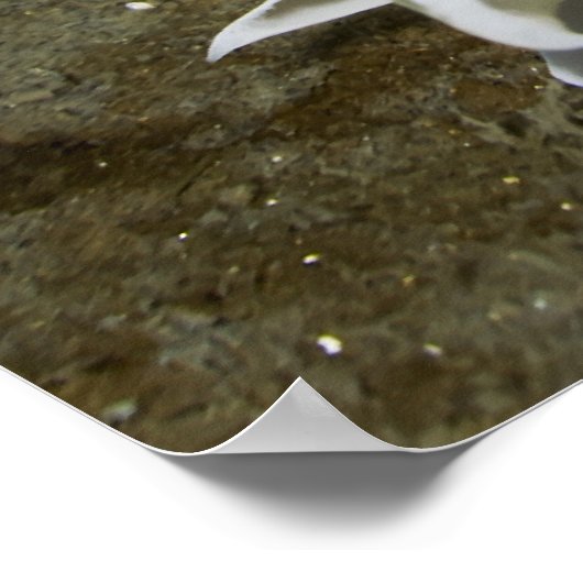 Poster van Alabaster Nudibranch (Dirona albolineat (Hoek)