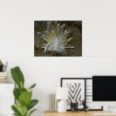 Poster van Alabaster Nudibranch (Dirona albolineat (Thuiskantoor)