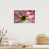 Poster van Amaryllis (Keuken)