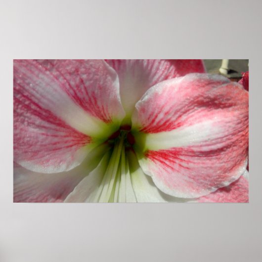Poster van Amaryllis (Voorkant)