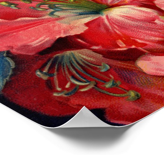 Poster van Amaryllis (Hoek)