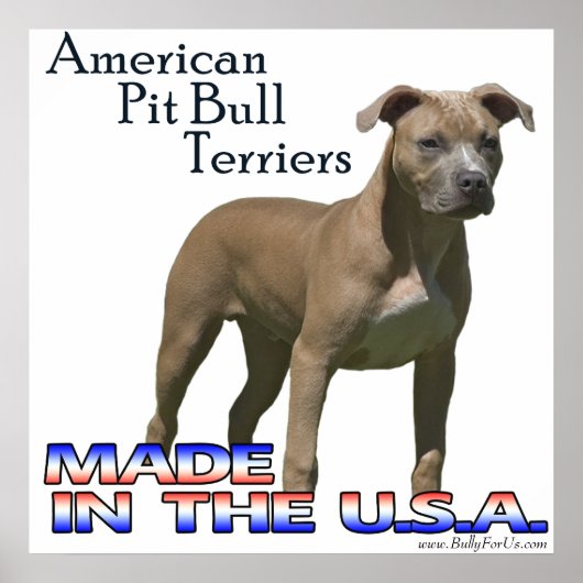Poster van American Pit Bull Terrier (APBT) (Voorkant)