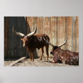 Poster van Ankole-Watusi-runderen (Voorkant)