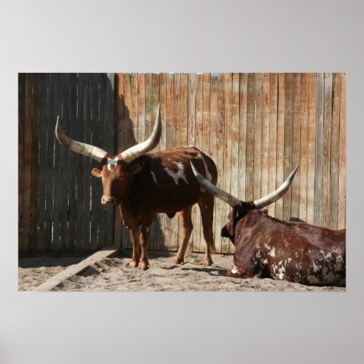 Poster van Ankole-Watusi-runderen (Voorkant)