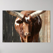 Poster van Ankole-Watusi-runderen (Voorkant)