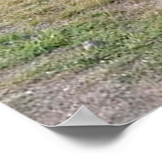 Poster van Antiek vrachtwagens en auto's (Hoek)