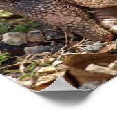 Poster van Armadillo (Hoek)