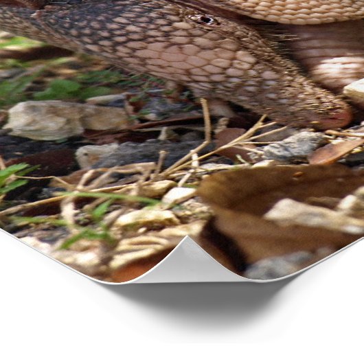 Poster van Armadillo (Hoek)