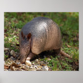 Poster van Armadillo (Voorkant)