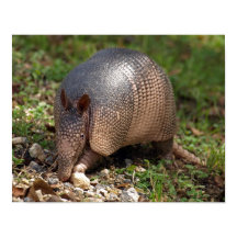 Poster van Armadillo